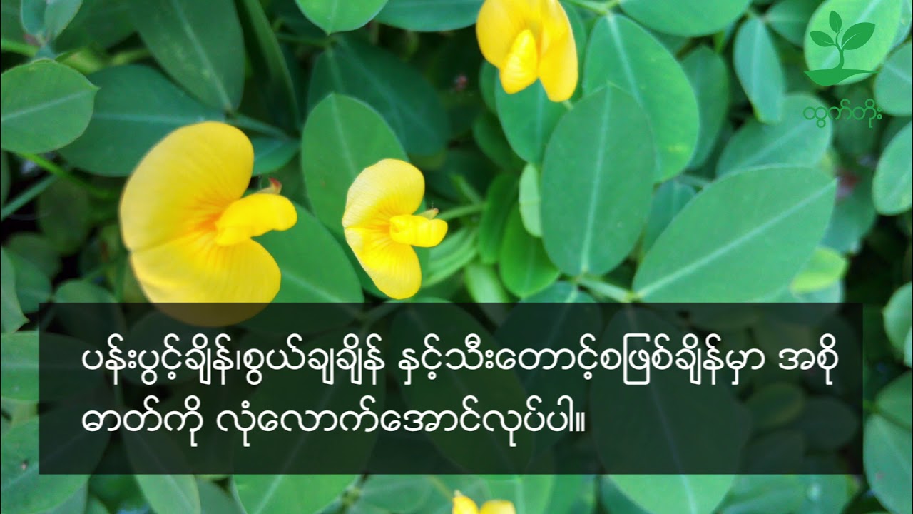 မြေပဲစိုက်ပျိုးနည်း