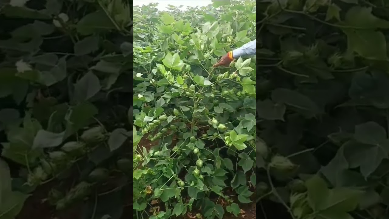 High yielding variety of cotton ! Cotton variety | #cotton #variety #yields