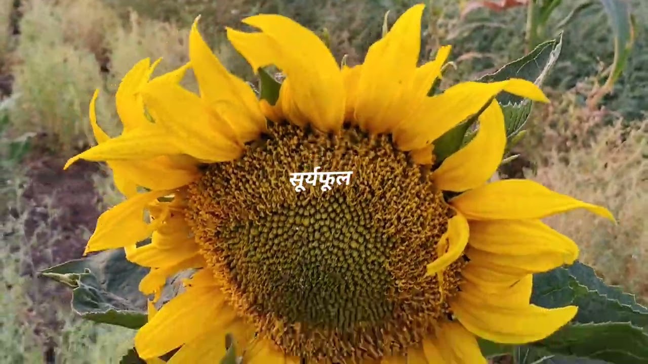 सुंदर शेती 🌽