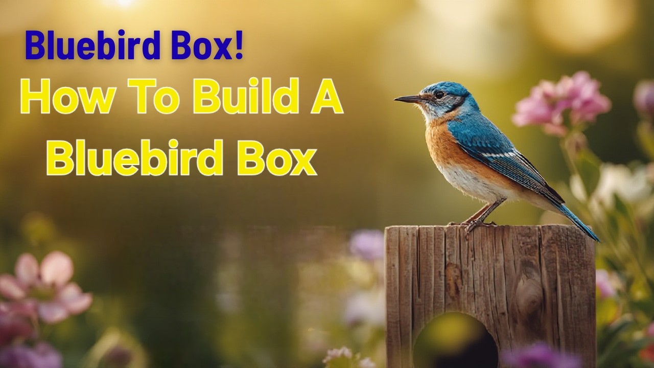 Tutorial - Bluebird Box Build