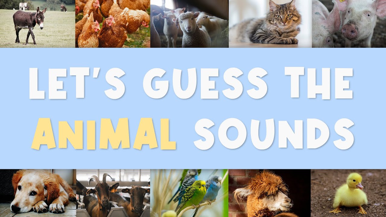 🐈 Guess The Farm & Pet Animal Sounds Quiz ・ ぼくじょうにいるどうぶつのなきごえをあててみようクイズ What Is It? Guessing Game 🐕