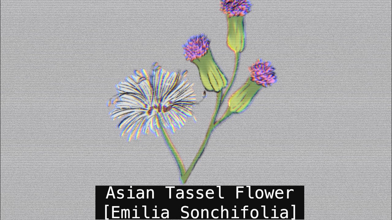Asian Tassel Flower [Emilia Sonchifolia]