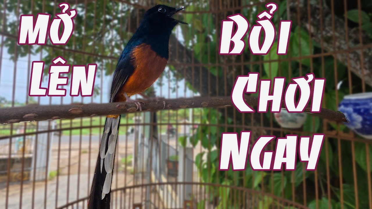 Choè Lửa Hót Đảo Giọng HÓT NHIỀU GIỌNG Kích chim Nhanh Hót.Nghe nhanh Căng, luyện chòe lửa hót đấu