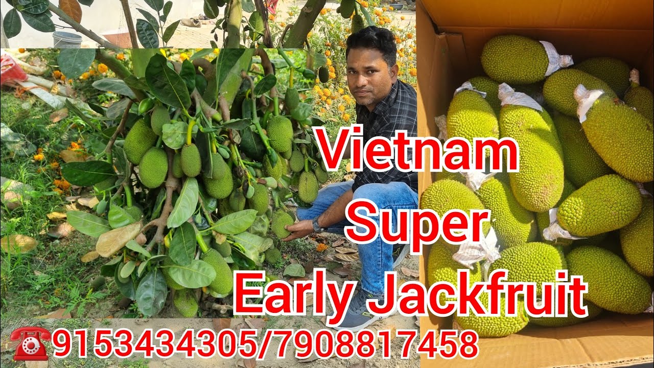 Vietnam Super Early Jackfruit Farming