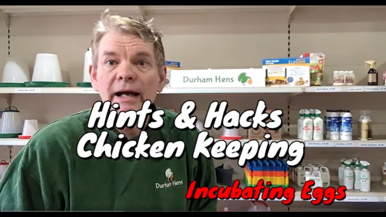 Incubation of eggs to chicks     Series of clips on how to incubate hen & bantam eggs so they hatch