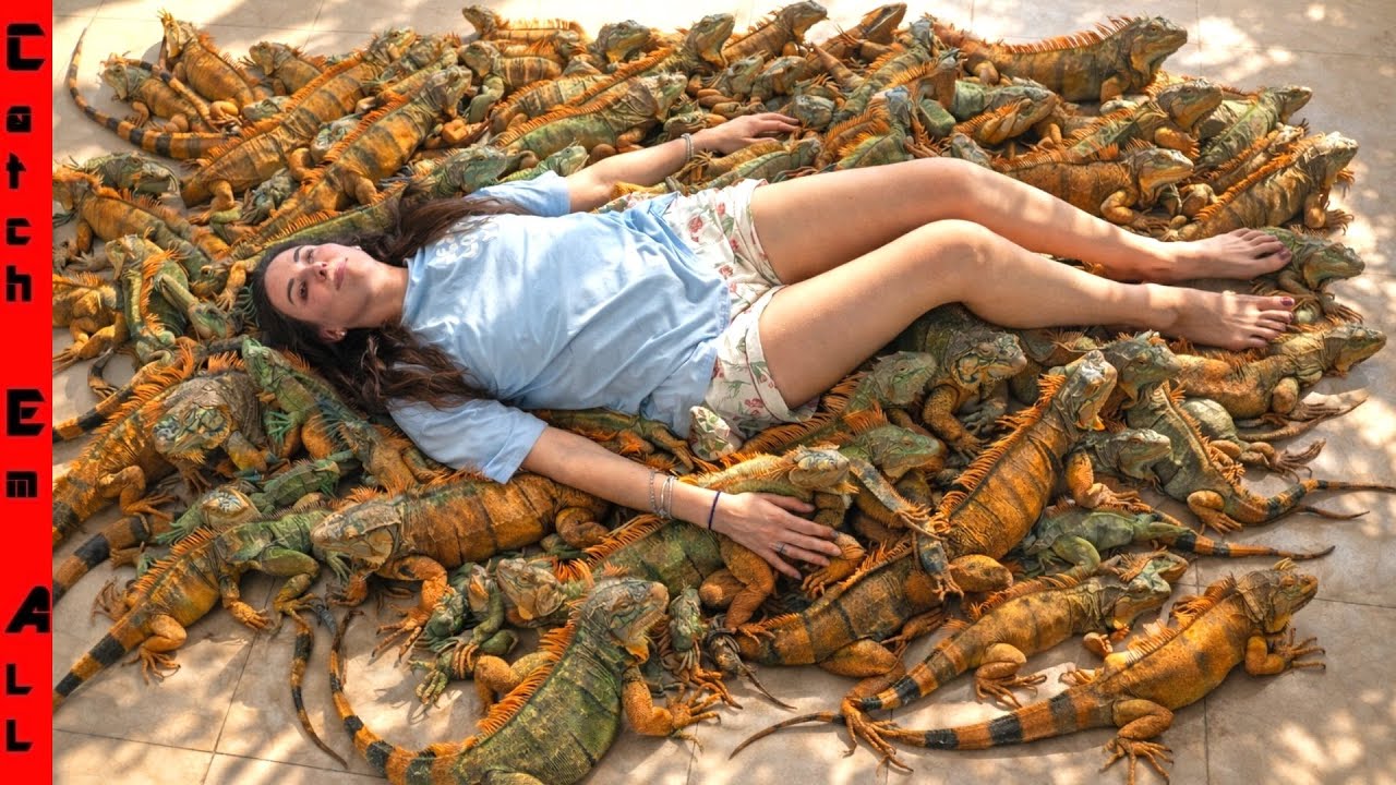 The Cold Weather is FREEZING 1,000s of IGUANAS out of Trees FALLING on EVERYTHING!