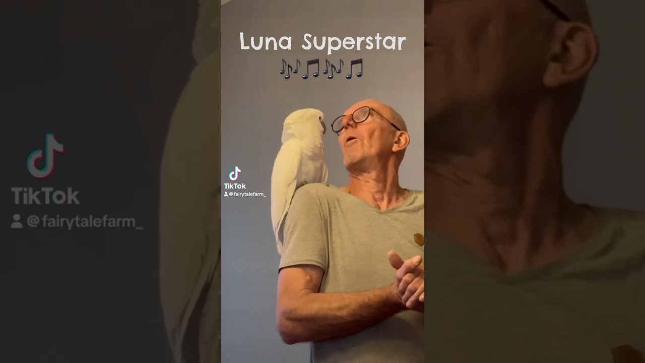 Mit Luna ist es immer lustig #kakadu #umbrellacockatoo #wei&szlig;haubenkakadu #papagei #lustigevideos