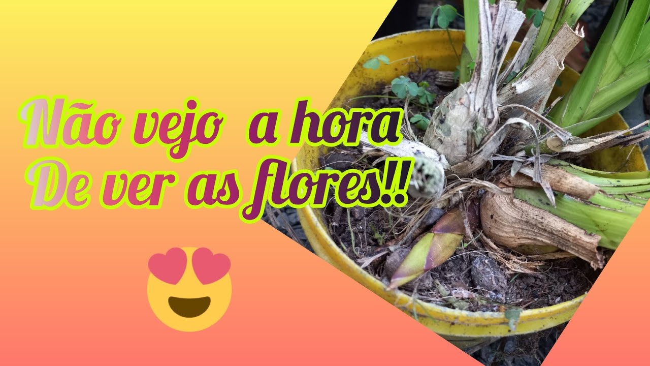vem vindo  HASTES FLORAIS por aqui!!! #orquideacymbidium
