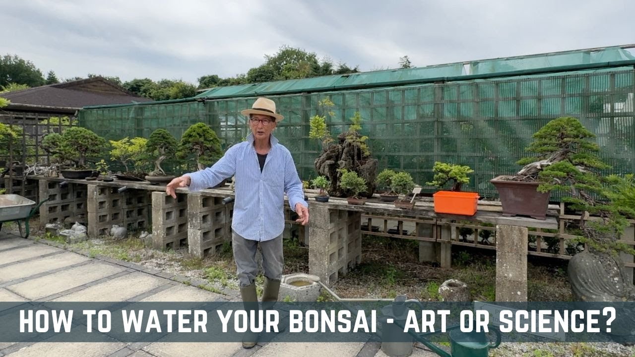 How to Water Your Bonsai - Art or Science?