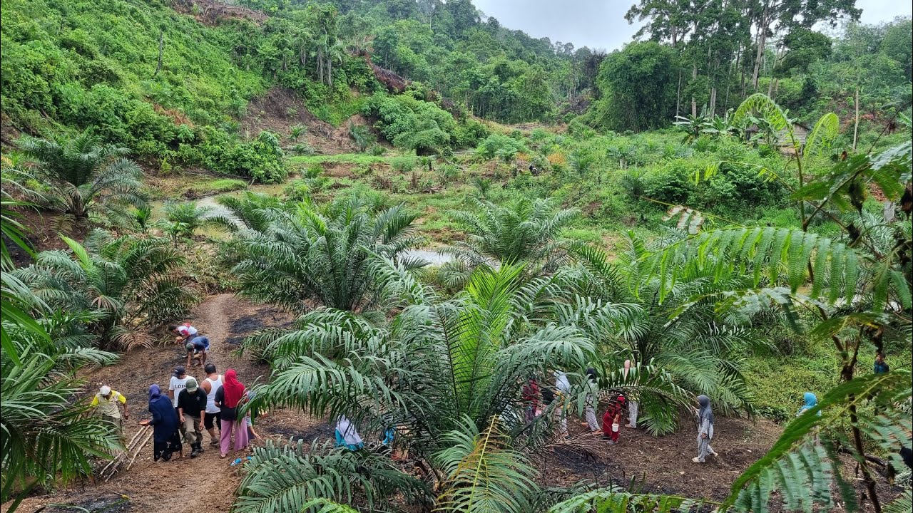 BERMALAM DI PONDOKAN HUTAN, MENANAM PADI LADANG DAN MANDI DI SUNGAI #vlog06 