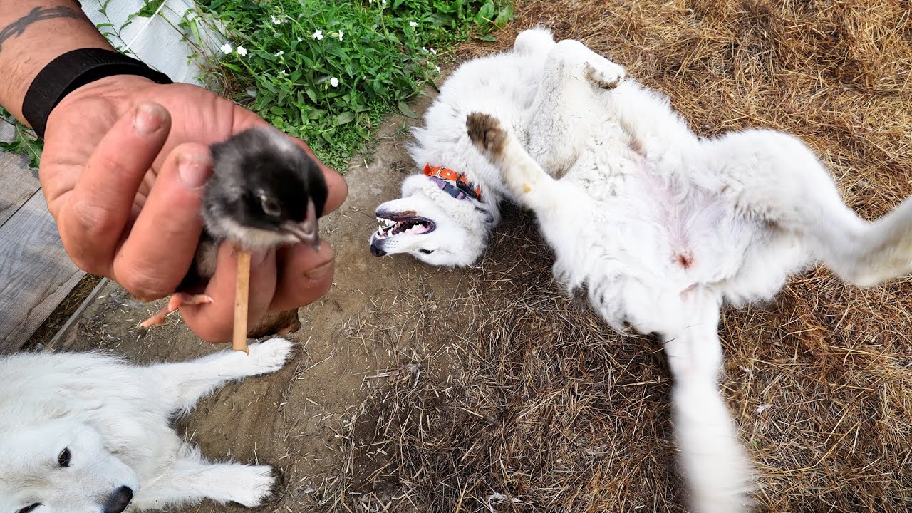 I Woke Up Early for Farm Chores...Here's What Happened