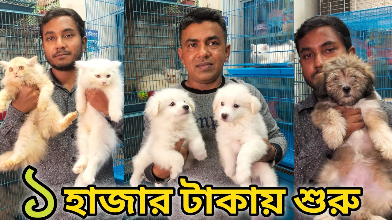 German Shepherd price in katabon 2024| Persian cat price katabon | Dog and cat price in katabon 2024