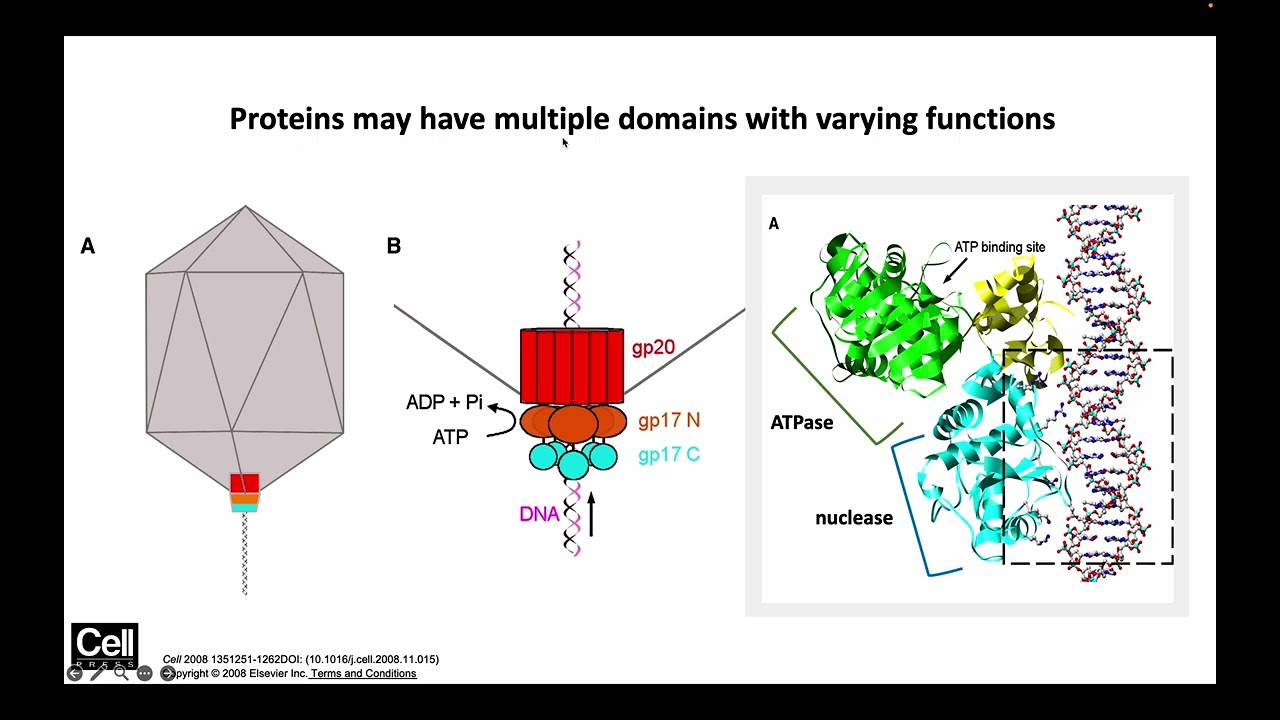 Protein Structure and HHpred