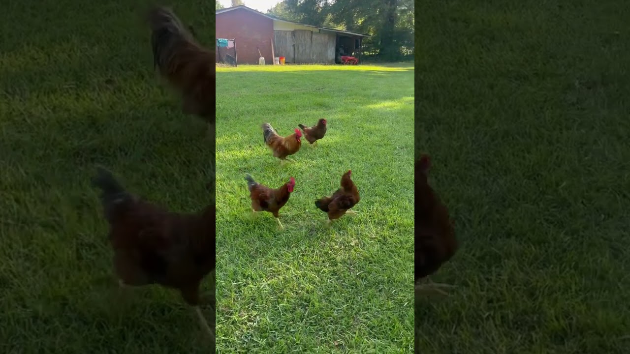Roosters defends his hen 🐓 💪🏻 #farming #chickencoops #rooster