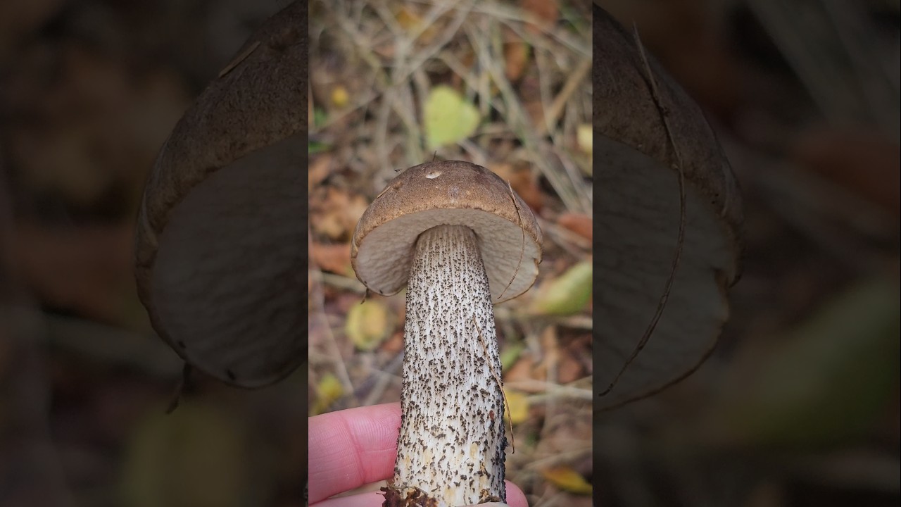 Today was a little different 🍄&zwj;🟫 #bolete #wildmushrooms #foraging