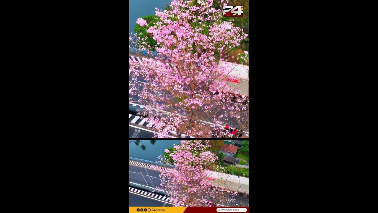 Kochi in full bloom; Tabebuia Rose brightens up the city | Tabebuia Rose | Kochi