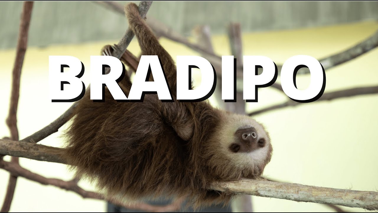 ATTENZIONE, arriva il velocissimo BRADIPO!!!!