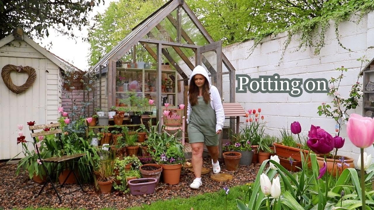Rainy Day Gardening: Planting Sweet Peas and Pinching Cosmos and Potting on