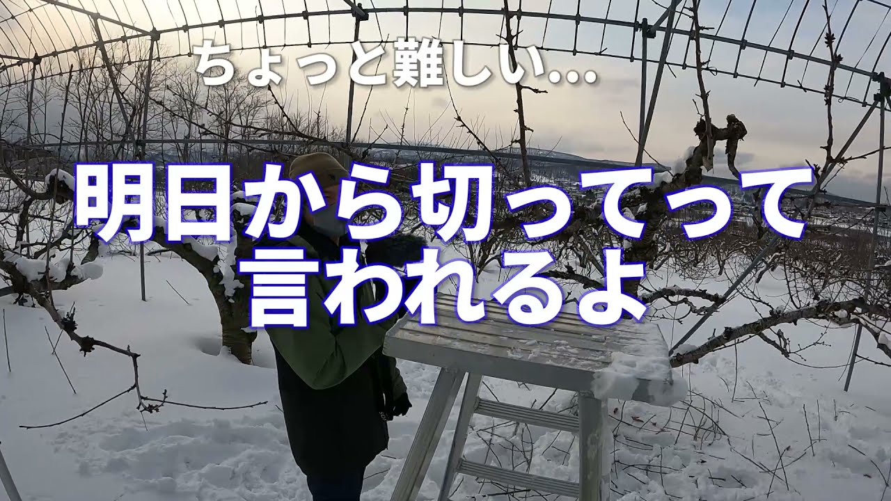 さくらんぼの剪定方法　【成木編】