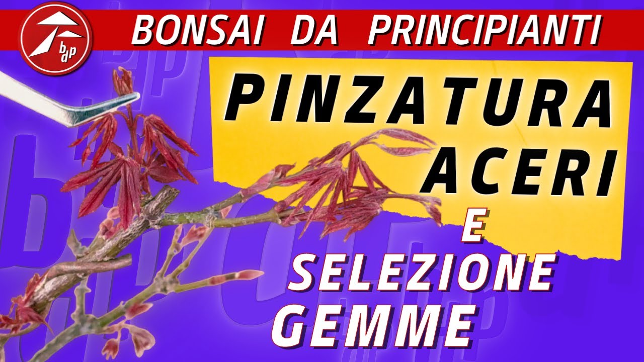 Pinzatura Aceri - quando, come, e SE farla