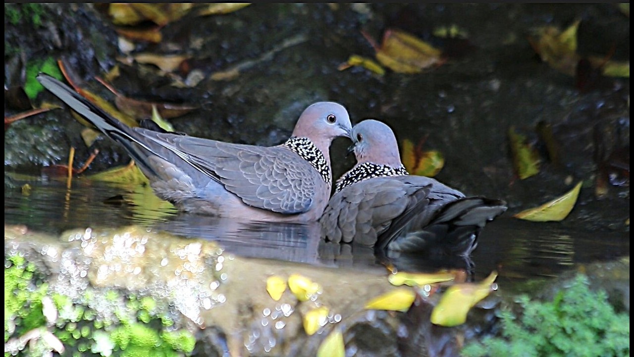 A Pair of spotted Doves, swimming
