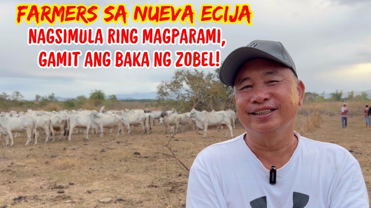 FARMERS SA NUEVA ECIJA, NAGSIMULA RING MAGPARAMI, GAMIT ANG BAKA NG ZOBEL! | SOLLE'S GANDANG BUHAY