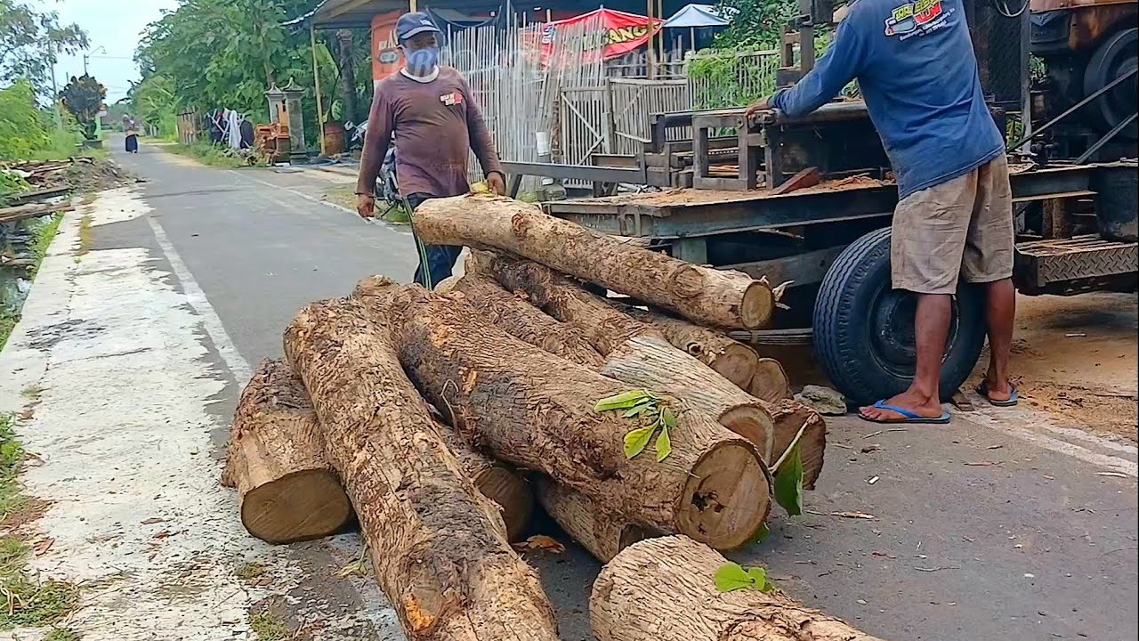 BERBAKAT‼️Gergaji Kayu Jati-Bahan Kusen jendela dan pintu