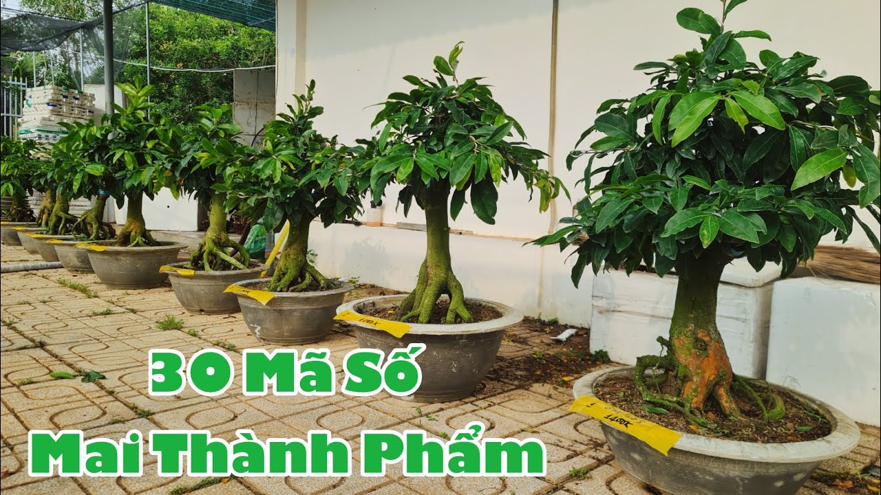 Ngày 20/03. 30 Mã Số Mai Thành Phẩm Nhiều Loại Giống.☎Út 0353777111