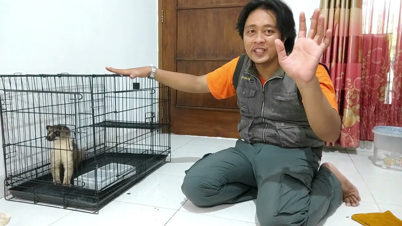 Unboxing Musang Akar Jawa