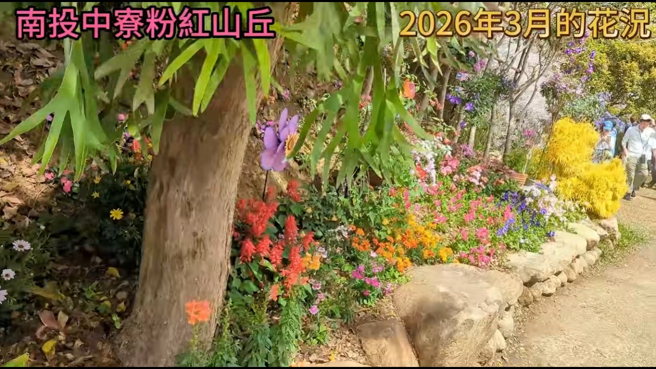 202603南投中竂粉紅山丘