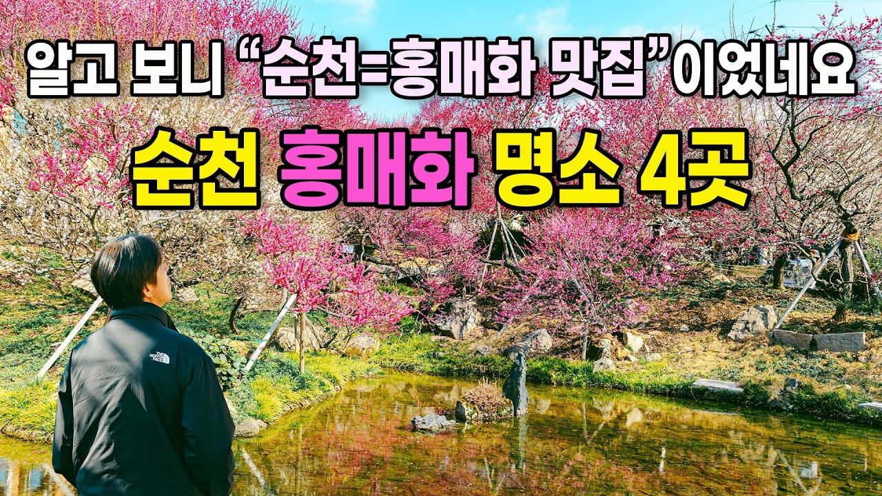 지금 안가면 다시 1년을 기다려야 하는 순천 홍매화 명소 4곳을 소개해 드립니다. (3/4 실시간 개화현황)