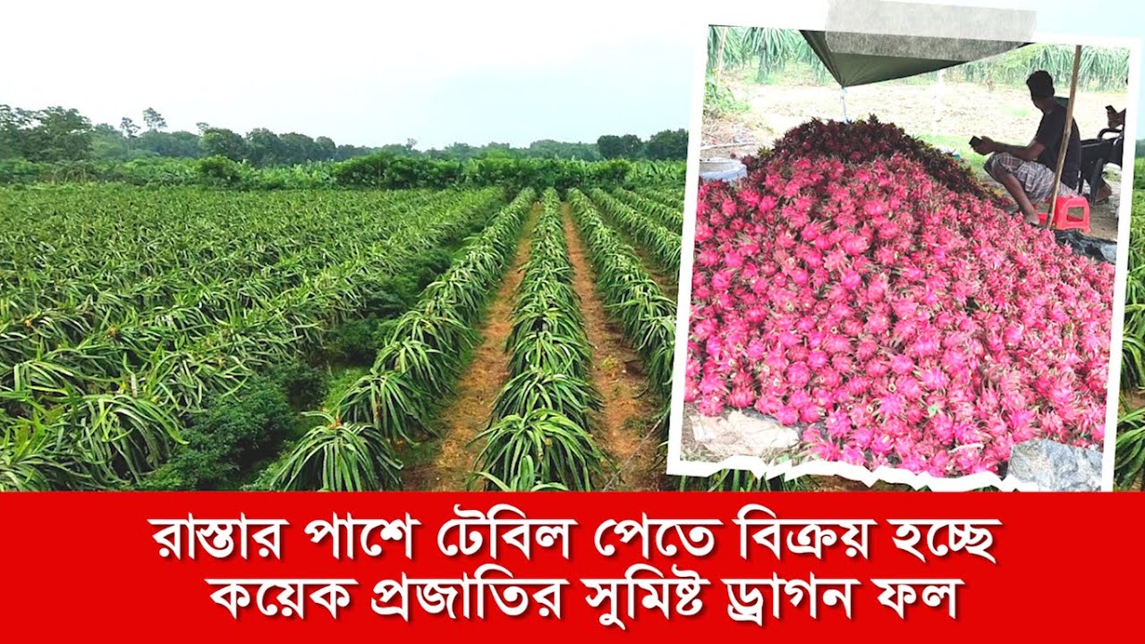 রাস্তার পাশে টেবিল পেতে বিক্রয় হচ্ছে কয়েক প্রজাতির সুমিষ্ট ড্রাগন ফল