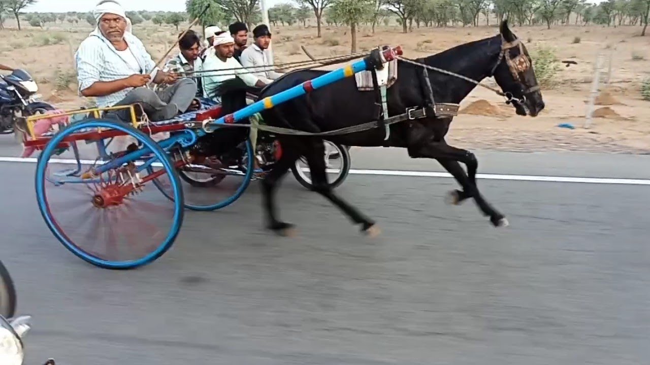 झुंझुनू हॉर्स रेस व  सुजानगढ़ हॉर्स रेस  27/5/2022  विनर मिथुन भाई