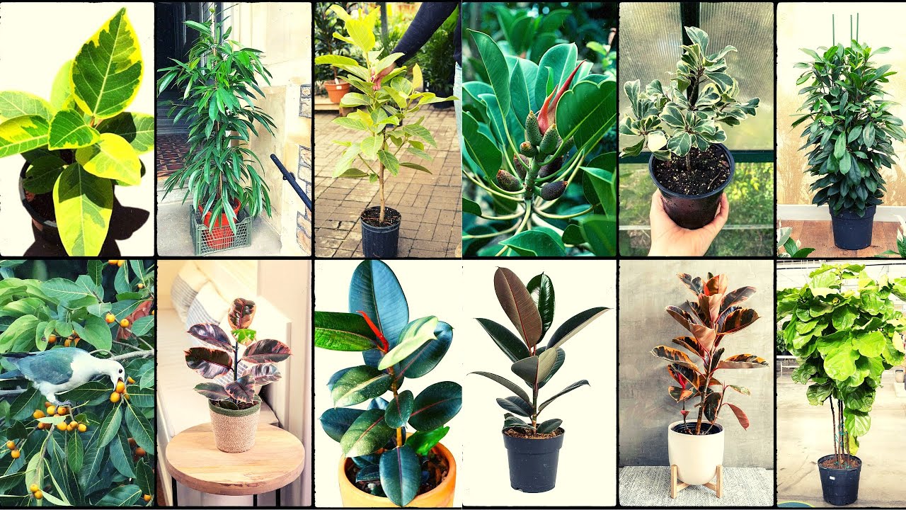FICUS VARIETIES - Plants Weekly