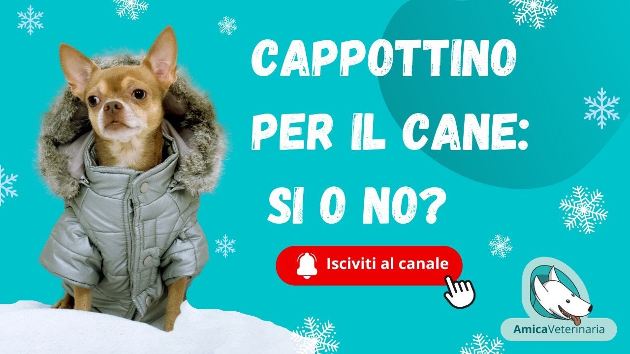 Cappottino per il cane: si o no?