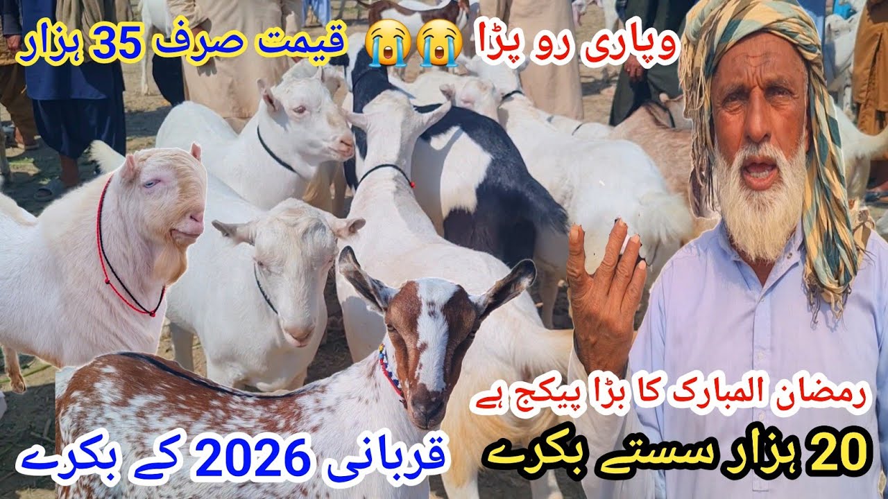 2 March 2026محمد پور بکرا منڈی قربانی 2026 کے بکرے ب ہزار سستا بکرا 😭😭وپاری رو پڑا 