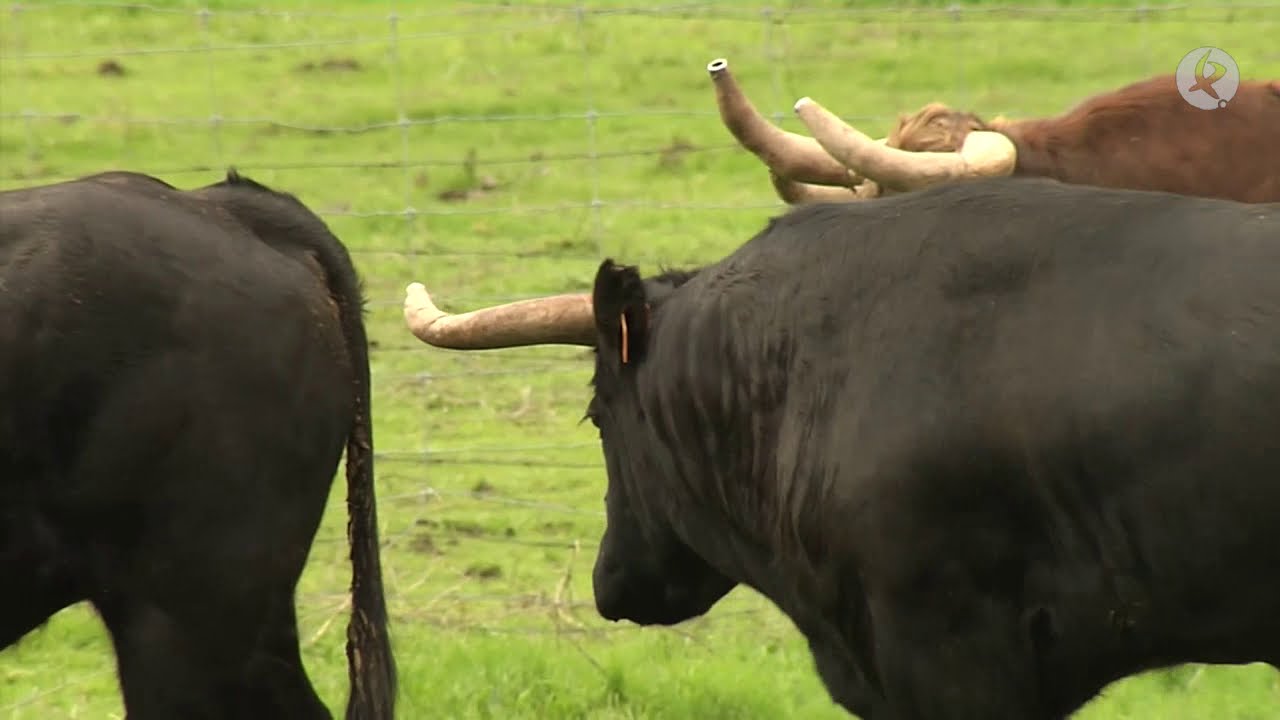 Ganadería Sánchez Urbina: la fidelidad al toro | Tierra de Toros