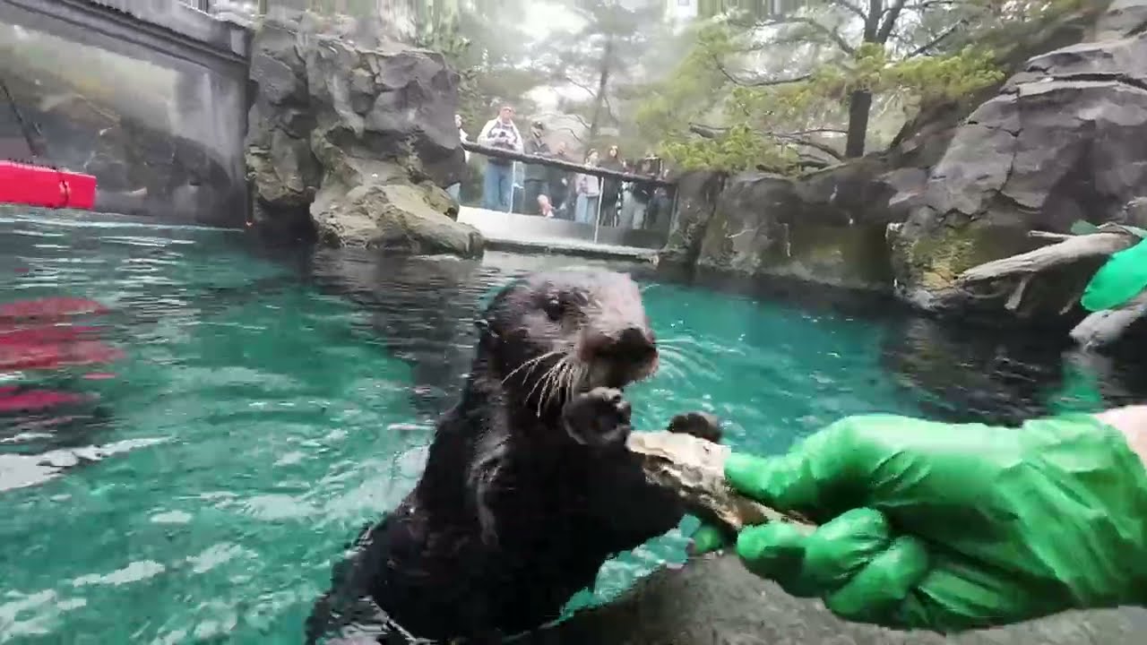 Морские выдры раскалывают и едят устрицы.