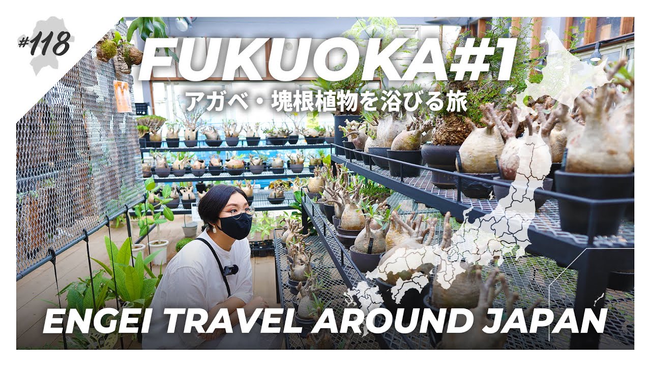 【福岡県#1】塊根植物とアガベを浴びる旅｜【kawasemi_garden/Plants by THE CORE】【園芸日本一周：vol14】