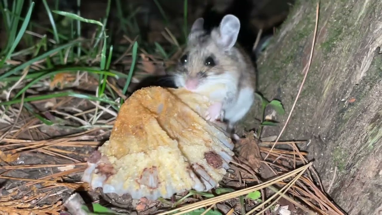White-footed Mouse eating a muffin wrapper