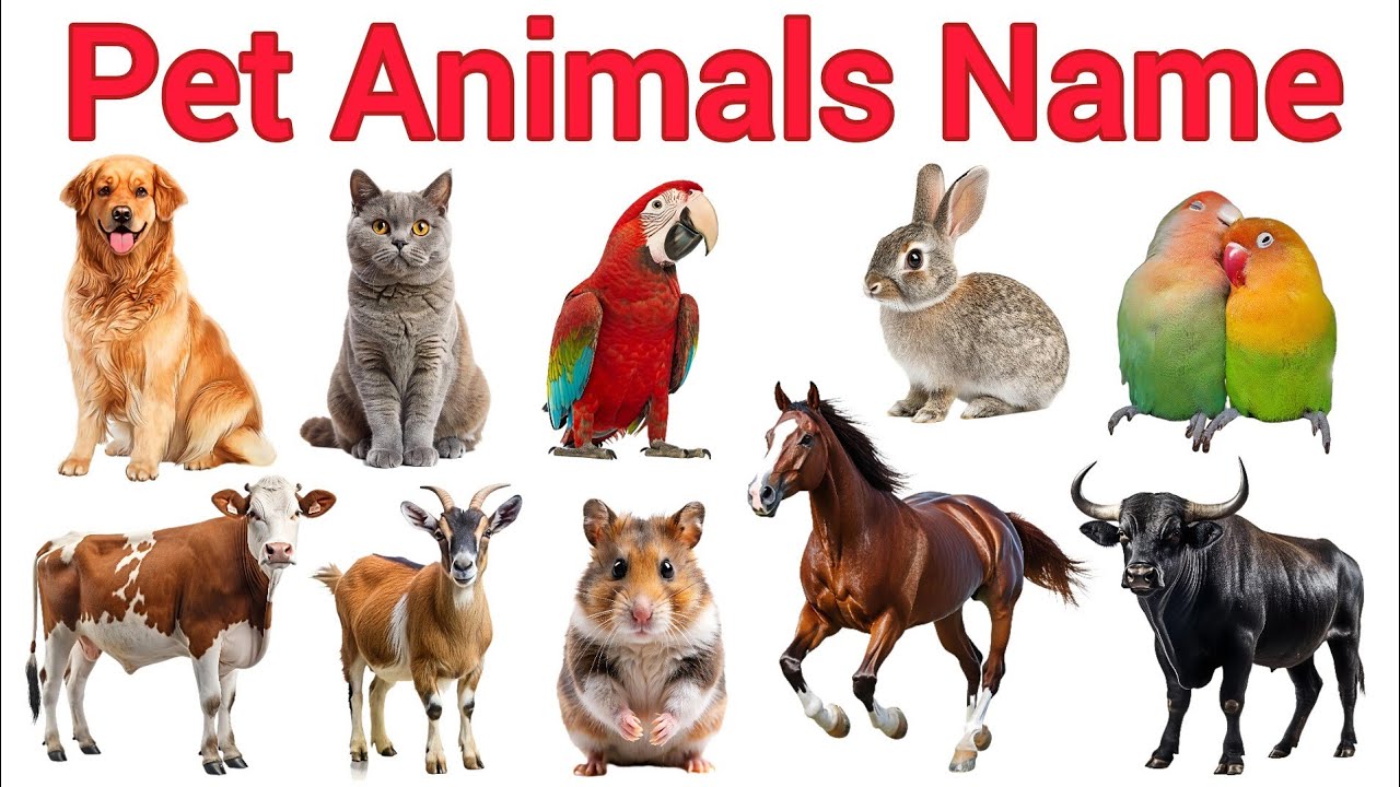 Animals Name 🐶🐱 | Domestic & Pet Animals Name with Pictures | Hindi + English for Kids