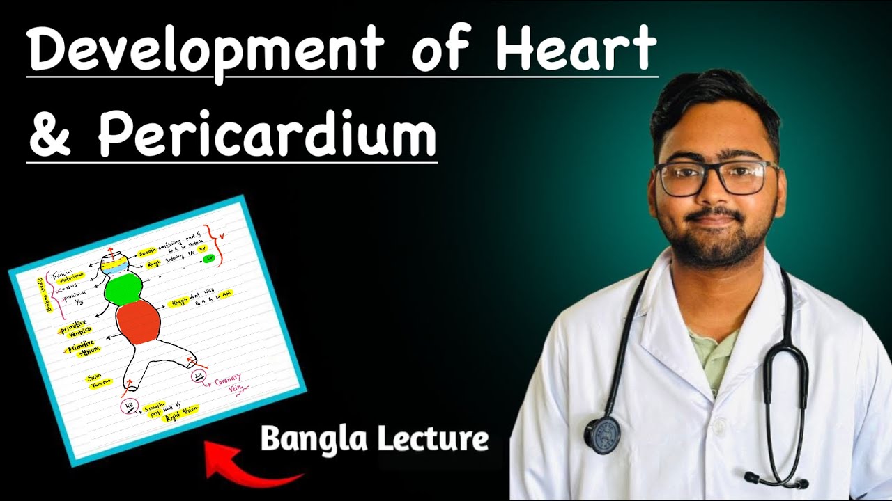 Development of Heart | Pericardium | Thorax | Heart Anatomy | Bangla