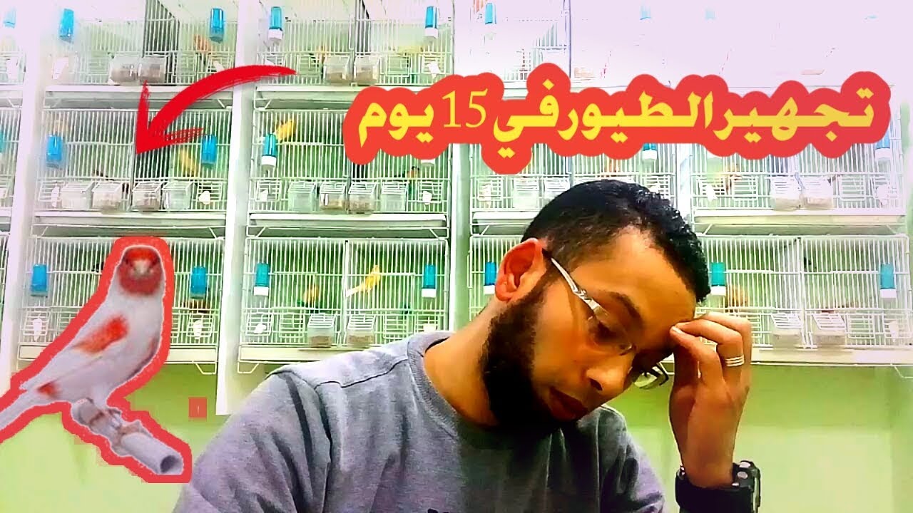 افضل خلطة طبعية لتجهيز الطيور لتزاوج #(15يوم)