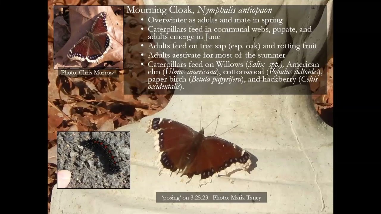 Who’s in Your Garden?  The life and times of insects and others all around us by Dr. Randi Eckel