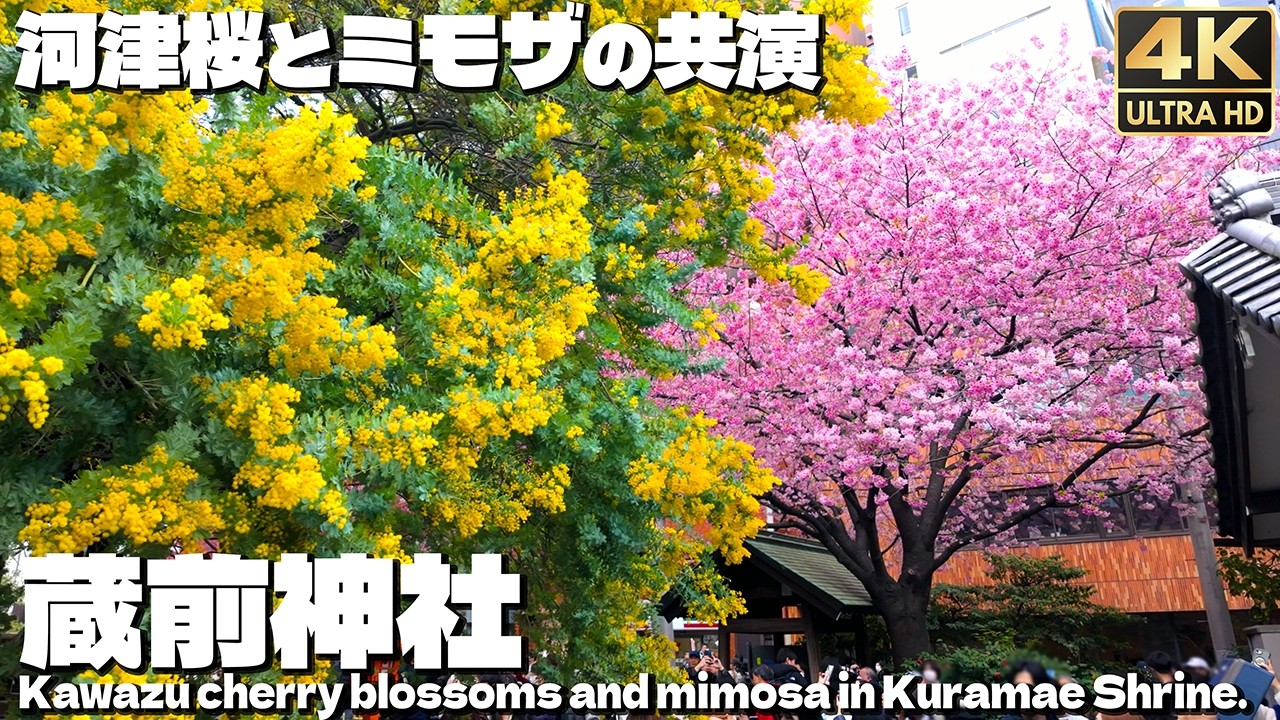 [4K]🇯🇵 大混雑 河津桜とミモザの共演 蔵前神社 2026年3月 / Cherry blossoms and mimosa bloom at Kuramae Shrine in Tokyo.