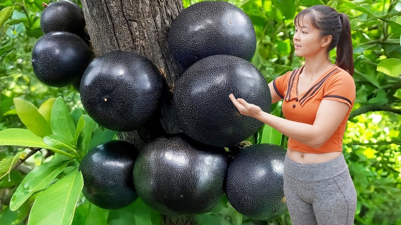 Use Trucks To Harvesting 1000KG Jackfruit Goes To Market Sell | New Free Bushcraft