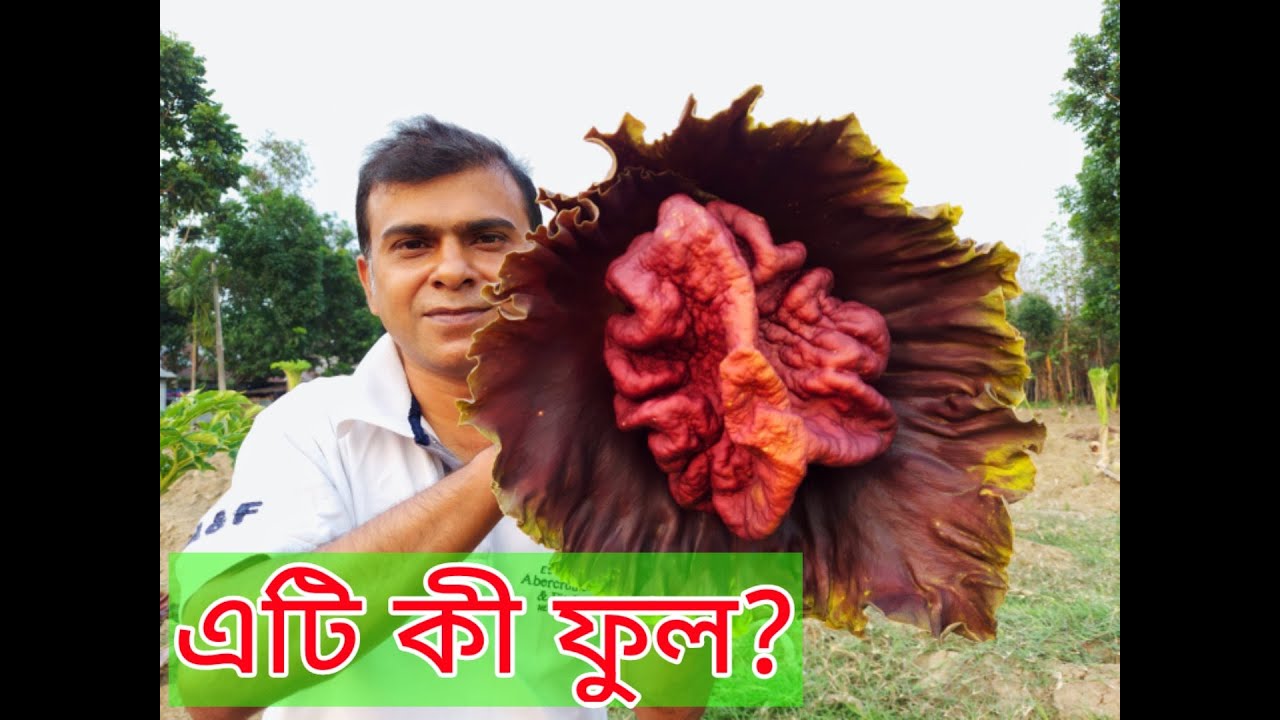 ওল ফুল
