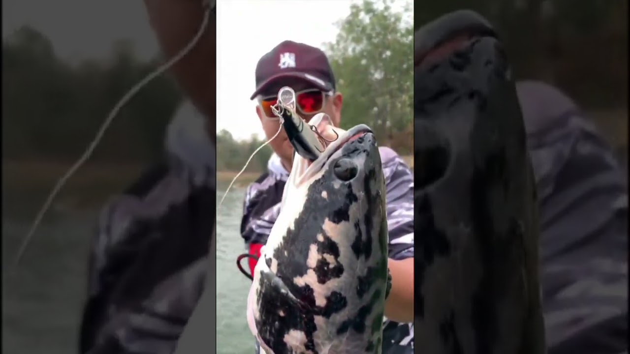 #CountdownElite95 #CDE95 #shorts #shortsvideo #rapala #lure #rapalalures #fishing #memancing