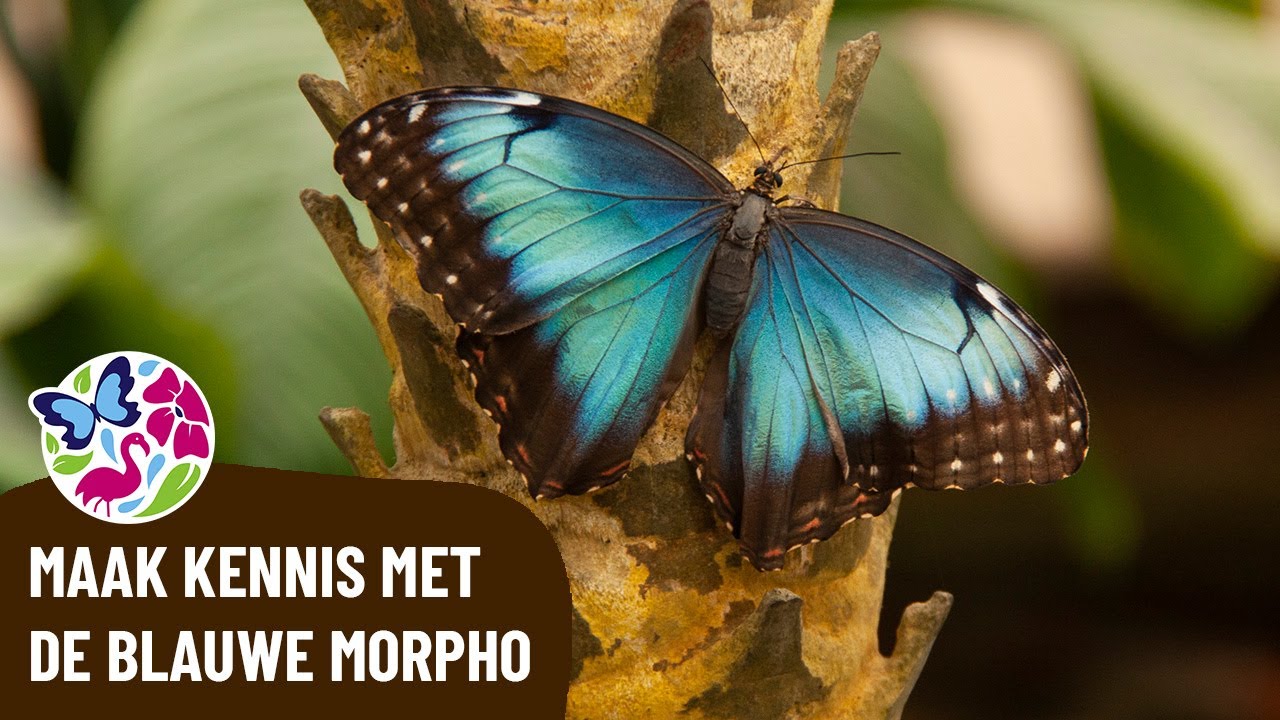De blauwe morpho's vliegen je om de oren