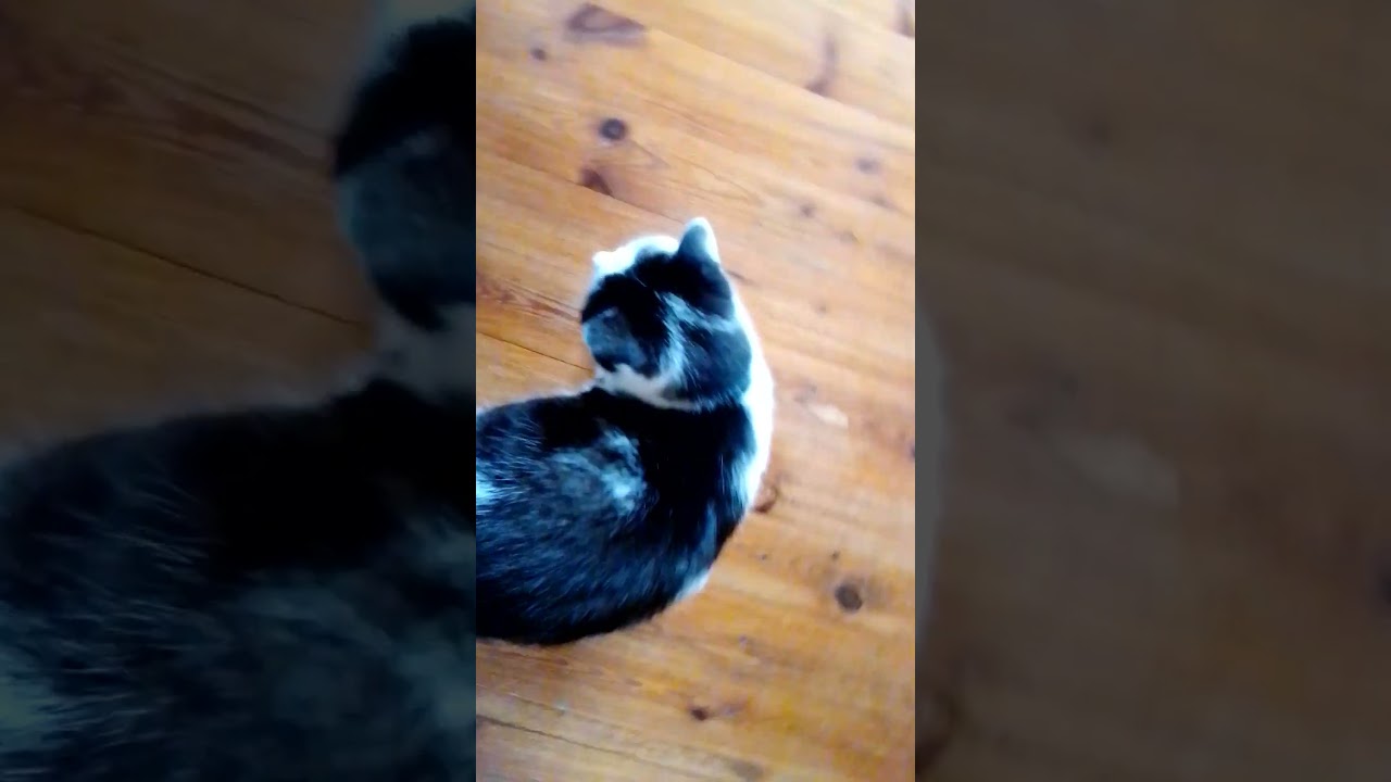 Fremde Katze schmust mit mir 😱